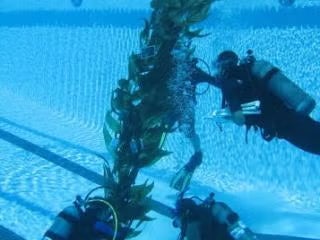 UCLA Divers in a pool