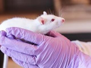 Animal Research Safety - Mouse small